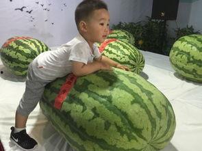 最新校园吃瓜事件,最新吃瓜事件揭秘，真相背后引热议