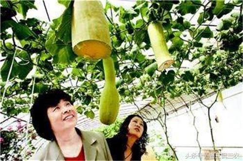 在乡下吃瓜的情景如何写