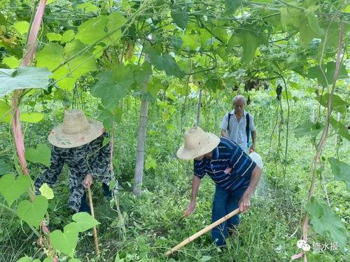 在乡下吃瓜的情景如何写