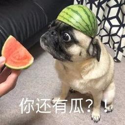 吃瓜表情包新闻,揭秘网络热传背后的故事