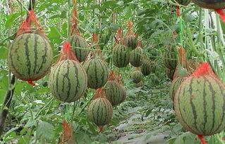 宝丰东关附近吃瓜,夏日消暑美食地图