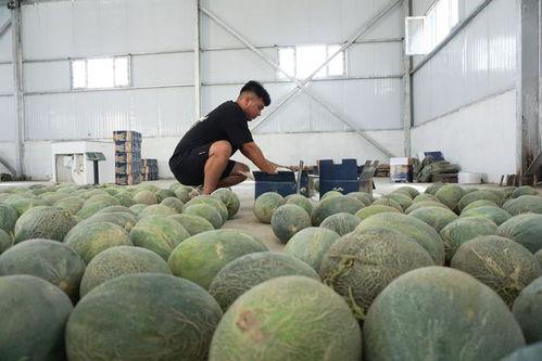 唐工吃瓜,揭秘娱乐圈幕后故事