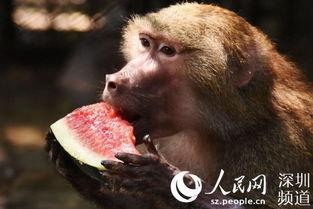 动物吃瓜小说,动物们的美食冒险记