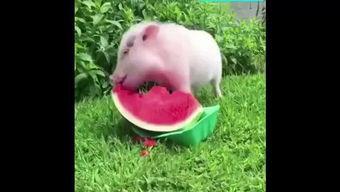 猪猪吃瓜视频播放,欢乐无限，视频播放量飙升！