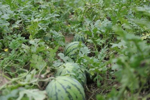 溧阳吃瓜事件真相视频,揭秘真相背后的惊人内幕