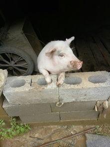 小猪吃羊角瓜视频播放