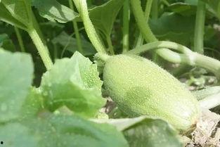 吃瓜视频大全新疆